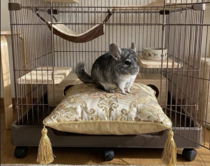 chinchilla